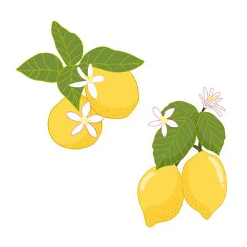 Lemons vector illustration set isolated on white background Stock Illustration