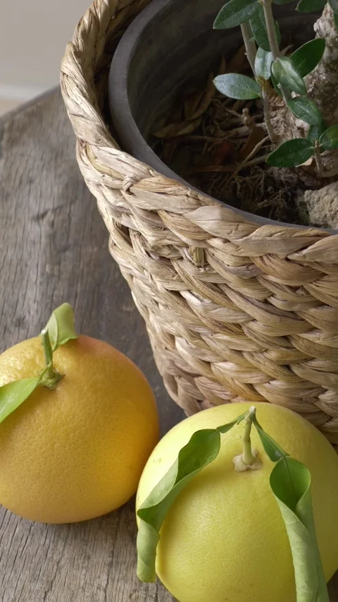 Lemons verticle Stockbeeldmateriaal 318106504