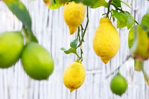 Lemons on white reeds background Stock Photos