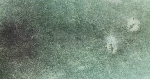 Lemonsharks in baitfish Stock Footage 152452427