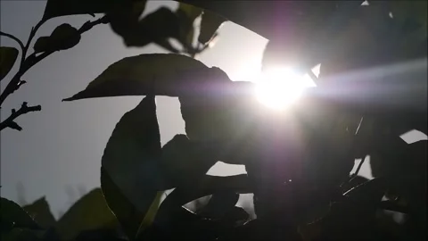 Lemontree in the evening sun Stock Footage 134726120