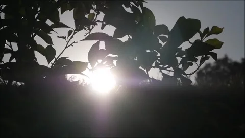 Lemontree in the evening sun Stock Footage 134726419