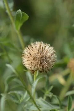 Lemonyellow false goldenaster Stock Photos