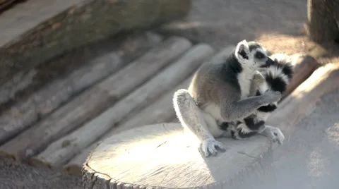 Lemoore cleans tail in the zoo Video stock 68333999