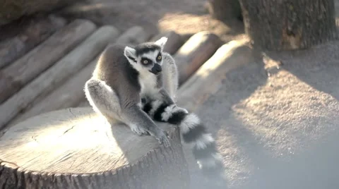 Lemoore sad in the zoo Stock Footage 68334088