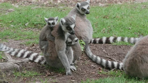 Lemur 04. Two cute lemur pups cling tightly to their Mum. 4K Locked Tripod Stock Footage 137586258