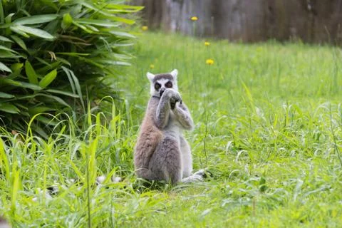 Lemur 4 Foto stock