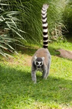 Lemur 5 Stock Photos