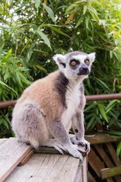 Lemur 8 Stock Photos
