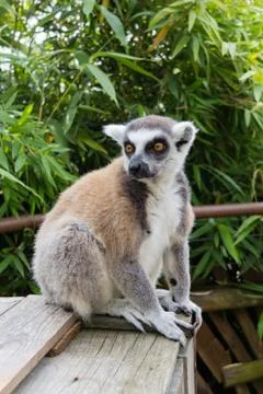 Lemur 9 Foto stock