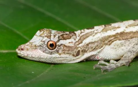 Lemur anole in Belize Stock Photos