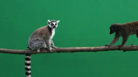 Lemur attacks and then runs away scared on green screen slow motion Stock Footage 301003539