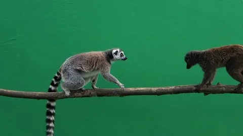 Lemur attacks on green screen slow motion Stock Footage 301003510