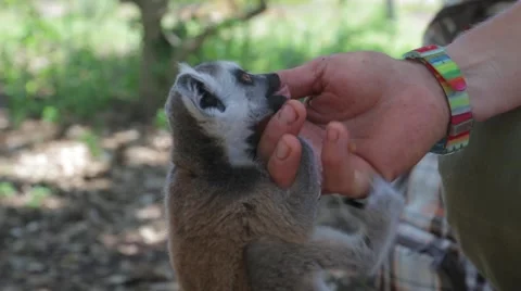 Lemur baby playing on the hands Video stock 64463527