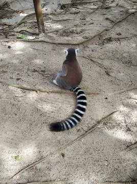 Lemur from the back Stock Photos