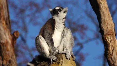 Lemur basking in the sun on a blue background Stock Footage 236974739