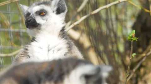 Lemur basks in the sun against the backdrop of bushes Stock Footage 126001774