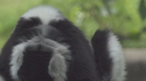 Lemur Bathing Vídeos de archivo 65822322