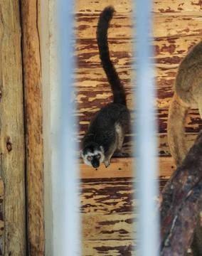 Lemur behind bars. Stock Photos