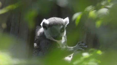 Lemur behind the leaves Stock Footage 65067732