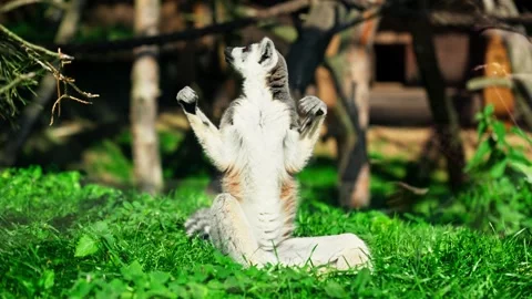 Lemur with black and white ringed tail basking in sunlight. Lemur sunbathing Video stock 299634859