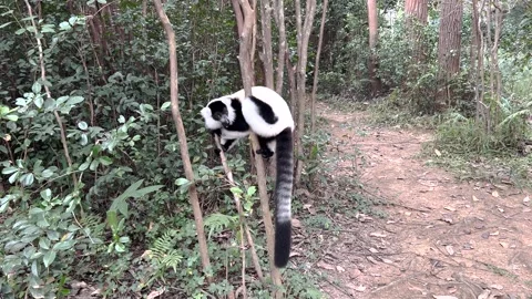 Lemur, black-and-white ruffed lemur in trees and nature. Andasibe national park Stock Footage 247957925