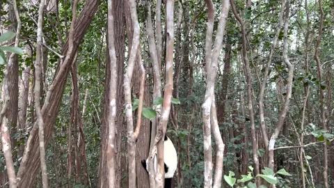 Lemur, black-and-white ruffed lemur in trees and nature. Andasibe national park Stock Footage 247957936