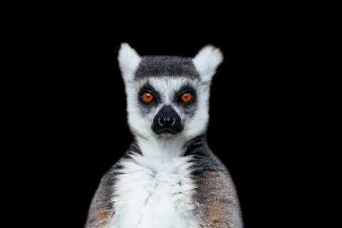 Lemur with a black background Stock Photos