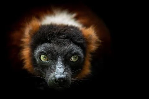 Lemur with a black background Stock Photos