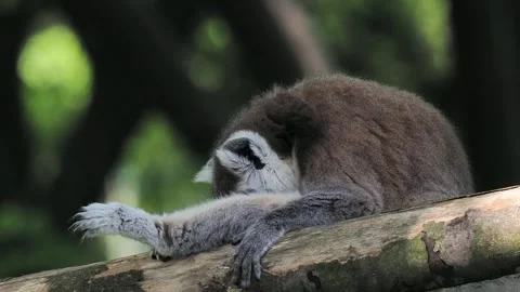 Lemur in a blurred background Stock Footage 329052627