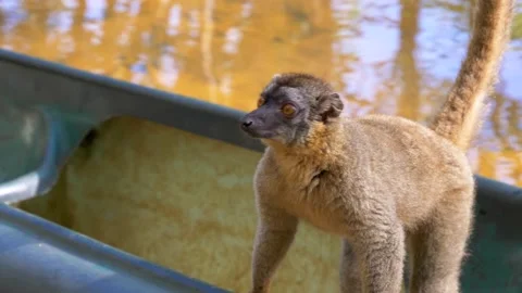 Lemur on a Boat in Madagascar Stock Footage 137640527