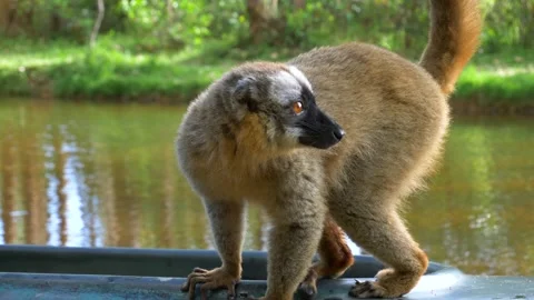 Lemur on a Boat in Madagascar Stock Footage 137640529
