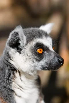 Lemur  As that bored Stock Photos