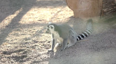 Lemur bored at the zoo Video stock 68333841