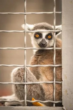 Lemur in a cage. Copy space for text Stock Photos