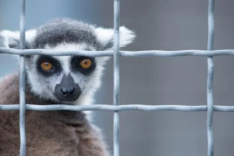 Lemur in a cage Stock Photos