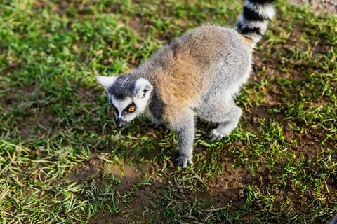 Lemur Catta Behavior Captured in a Zoo Setting Stock Photos