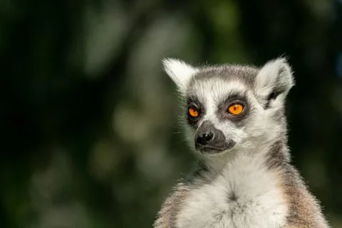 Lemur catta front view of head looking to the infinite Foto stock
