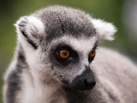 Lemur catta - Head of Ring-tailed lemur from Madagascar Stock Photos