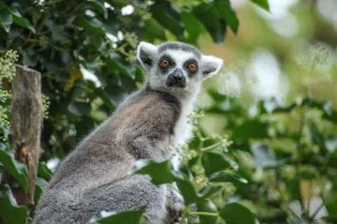 Lemur catta looking to camera Stock Photos