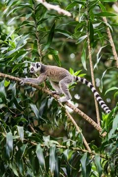 Lemur catta of madagascar Stock Photos