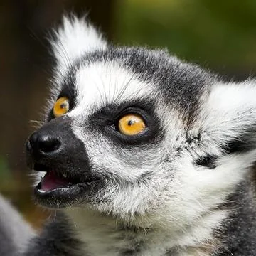 Lemur catta monkey closeup face with big eyes en mouth open Stock Photos