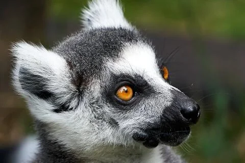 Lemur catta monkey closeup face portrait Stock Photos