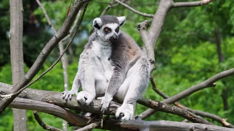 Lemur catta monkey. The ring-tailed lemur (Lemur catta) Video stock 155997083