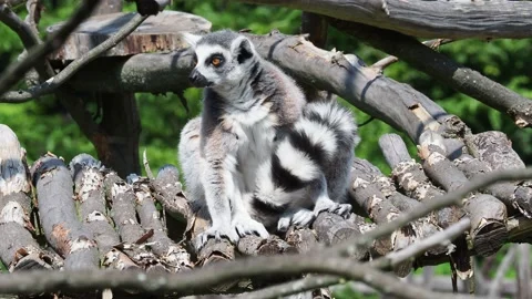 Lemur catta monkey. The ring-tailed lemur (Lemur catta) Video stock 170380407