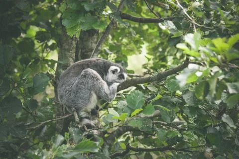 Lemur catta monkey sleeping Stock Photos