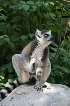 Lemur catta Stock Photos