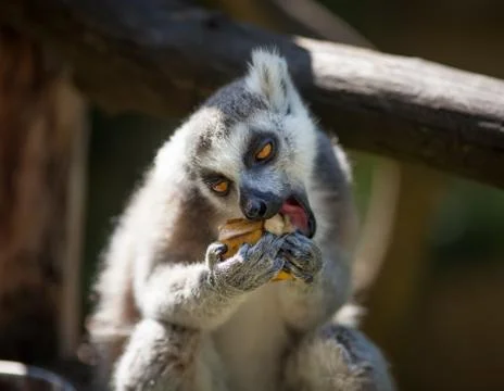 Lemur catta Stock Photos