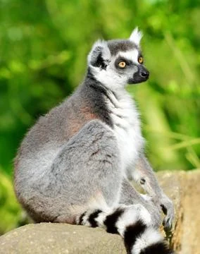 Lemur catta Stock Photos