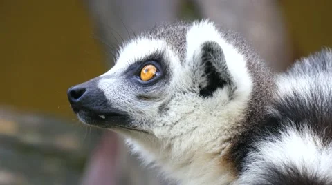 Lemur catta, Ring-tailed lemur (4K) Stock Footage 63444873